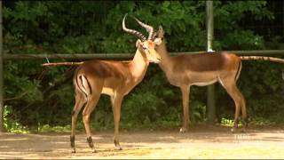 Tötungen von Tieren in Zoos [upl. by Ward634]