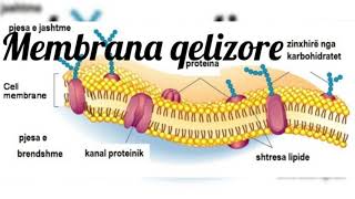Membrana qelizore [upl. by Flan14]