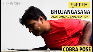 Cobra Pose  How to do Bhujangasana  Step by Step  Anatomical Explanation  Cobra Series  Part 5 [upl. by Kawai]