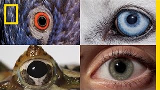 Watch How Animals and People See the World Differently  National Geographic [upl. by Tallie]