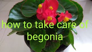 How to care begonia plants Winter begonia plant care [upl. by Hama]