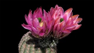 Echinocereus pectinatus Mexico Delante [upl. by Birecree912]