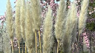 Cortaderia selloana Pumila [upl. by Krigsman]