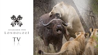 Ultimate Lions vs Buffalo  Londolozi TV [upl. by Elylrac]