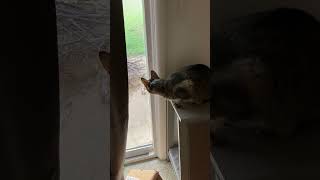 Cute tabby chittering at squirrels through sliding glass door to backyard [upl. by Carrillo998]