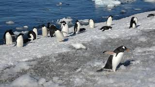 Penguins swimming coming ashore [upl. by Annawak]