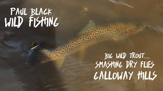 BIG WILD Trout Smashing Dry Flies in the Hills of Scotland [upl. by Drofkcor]