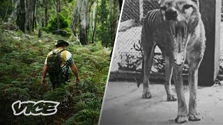 Did This Man Find The Extinct Tasmanian Tiger [upl. by Ekrub]