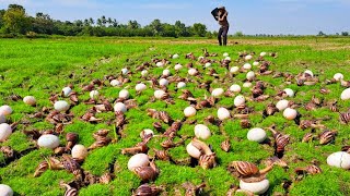 Best unique fishing  pick a lot of duck eggs and snails in the grass field by hand a female farmer [upl. by Lettie]