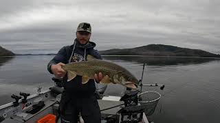 Truites grises au livescope en solo au lac Memphrémagog jig pechesportive videopeche fish pêche [upl. by Timms]