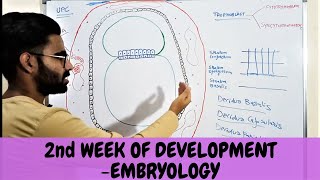 SECOND WEEK OF HUMAN DEVELOPMENT  GENERAL EMBRYOLOGY  Urdu \ Hindi [upl. by Hada]