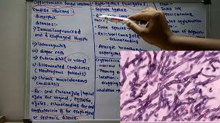 Opportunistic fungal infections Candida albicans Aspergillus fumigatus Cryptococcus neoformans5 [upl. by Asil82]