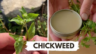 How to Identify and Use Chickweed [upl. by Vtehsta]