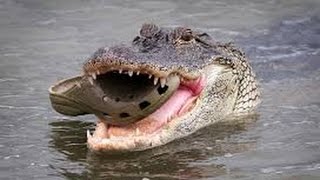 RAW FOOTAGE ALLIGATOR EATS BABY WARNING GRAPHIC IN NATURE [upl. by Yentnuoc366]