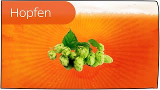 Hopfen in 3 Minuten erklärt [upl. by Ahsam]