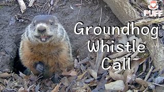 Groundhog whistle call Documentary Woodchuck MatingCall 土拨鼠叫声 [upl. by Questa807]