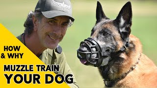 How and Why to MUZZLE Train Your DOG [upl. by Vullo26]