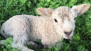 Cute baby lamb bleating  Baby lamb makes baaing sounds [upl. by Glorianna]