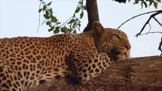 Safari through Moremi and Savuti National Parks Botswana [upl. by Ailito]