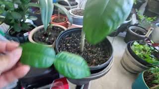 Ep103 How to take care my Kaffir lime leaf tree [upl. by Abbotson389]