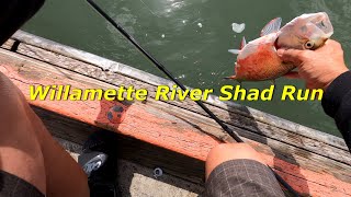 Spring Shad Run on the Willamette River [upl. by Pompei]