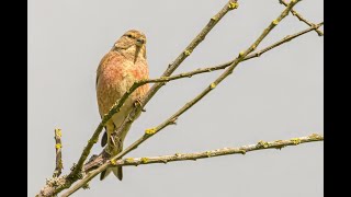 Beginners Bird Photography  Linnets Reed Buntings Lapwings Egret Whitethroat [upl. by Willock]