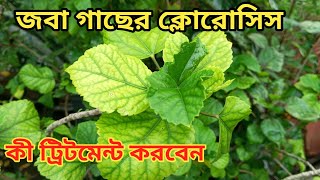 জবা গাছের পাতা হলুদ হলে কী করণীয়  Yellow leaves in hibiscus plant [upl. by Sabas]