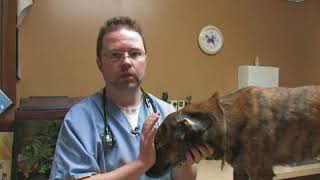 How to Heal a Hematoma in a Dogs Ear [upl. by Aoht403]