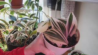 How to Grow VARIEGATED GINGER  Alpinia zerumbet variegata [upl. by Nylaehs]