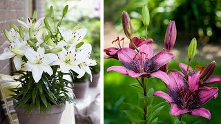 How to Plant Asiatic Lilies Summer Garden Guide [upl. by Lora]