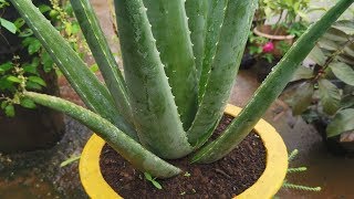 Aloe Vera Growing in Pot amp divide babies from the parent plant [upl. by Conroy]