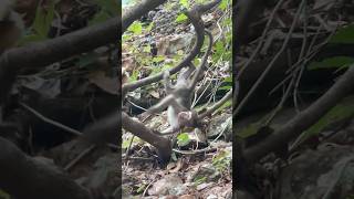 Baby Monkey play happily monkeylove babymonkey naturemonkey shortvideo [upl. by Bear]