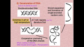 4 Cell biology  DNA amp RNA structure part 2 شرح بالعربي [upl. by Taft150]