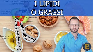 006 I Lipidi livello base [upl. by Dennard]