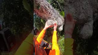 Pruning Object Lesson midway up in rainforest canopy [upl. by Rainer]