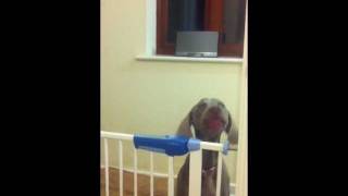 Weimaraner  Lord Quasimoto attention seeking [upl. by Abner636]