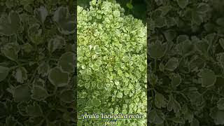 Aralia Variegated exotic plant nature mygarden ytshortsvideo [upl. by Oeak175]