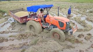 Kubota 550250hp4wd Tractor ampampamp GAM Harvesting Dhan Unlodeing  Kubota 5502 4wd Ander Fasgiya [upl. by Patterman]