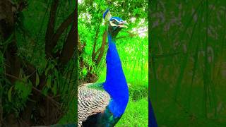 Peacock best video forever in pakistan  morpeacocks peacockdance birds [upl. by Ardiekal]