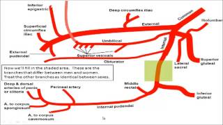 Gross anatomy  Drawing the Branches of the Iliac Arteries [upl. by Dranel]