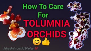 How to care for Tolumnia orchids  culture light and watering requirements [upl. by Ennej176]