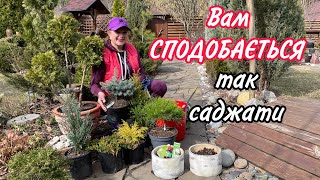 Вам сподобається САДЖАТИ ТАК рослиниЗавжди вкорінюютьсяШвидко зростають [upl. by Soisatsana322]