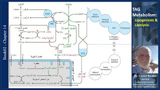 TAG Metabolism amp its Regulation Lipogenesis amp Lipolysis [upl. by Eerdna843]