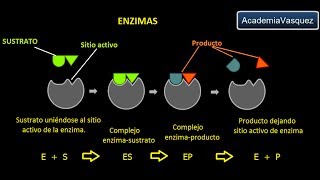 Enzimas Estructura Características y Funciones [upl. by Elinor]