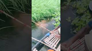 Fishing 🎣😀 Pushpa Song fishing newfishing viralvideo fishing fishing fish viralshorts song [upl. by Korten]