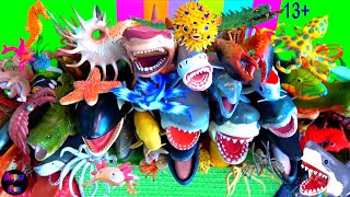 Sea Animals  Sharks Whales Fish Shellfish Cephalopods Crustaceans Turtles Rays 13 [upl. by Main]