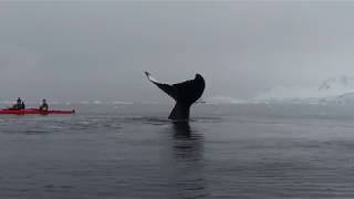 Ballenas en Antártica nadan a centímetros de un grupo de kayakistas 3 [upl. by Eenimod]