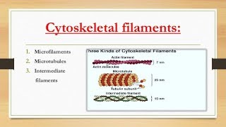 Cytoskeletal elements Microfilaments actin filaments  Intermediate  Microtubules [upl. by Swords]