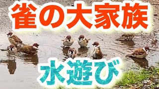 【スズメの水遊び】【スズメの水浴び】【雀の大家族】【Japanese sparrow】【Sparrow ecology】【ぶらっと散歩道 ♪】【ちーむ ごる ちゃん】【Team gol ch】 [upl. by Ainaj]