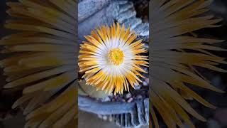 Cacti amp Lithop lithops cactus [upl. by Bouchard54]